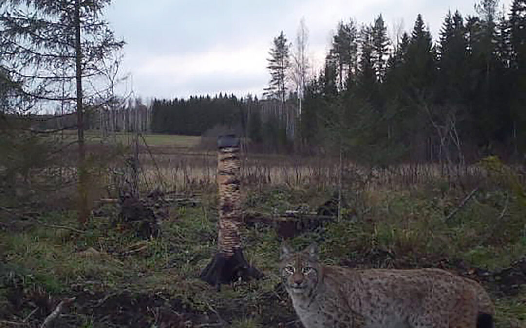 Milloin soitto hätänumeroon on aiheellinen, kun kohdalle sattuu petoeläin?