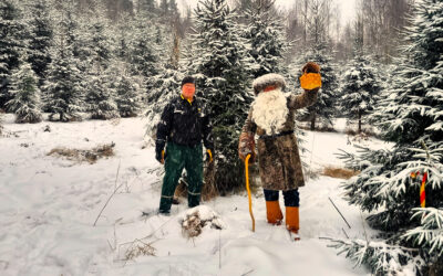 Joulupukki haki kuusen Korvatunturille Kyynämöisiltä